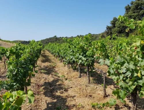 LA CAVE THRACE  VINS BULGARES / Std 2